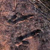 Emu foot prints